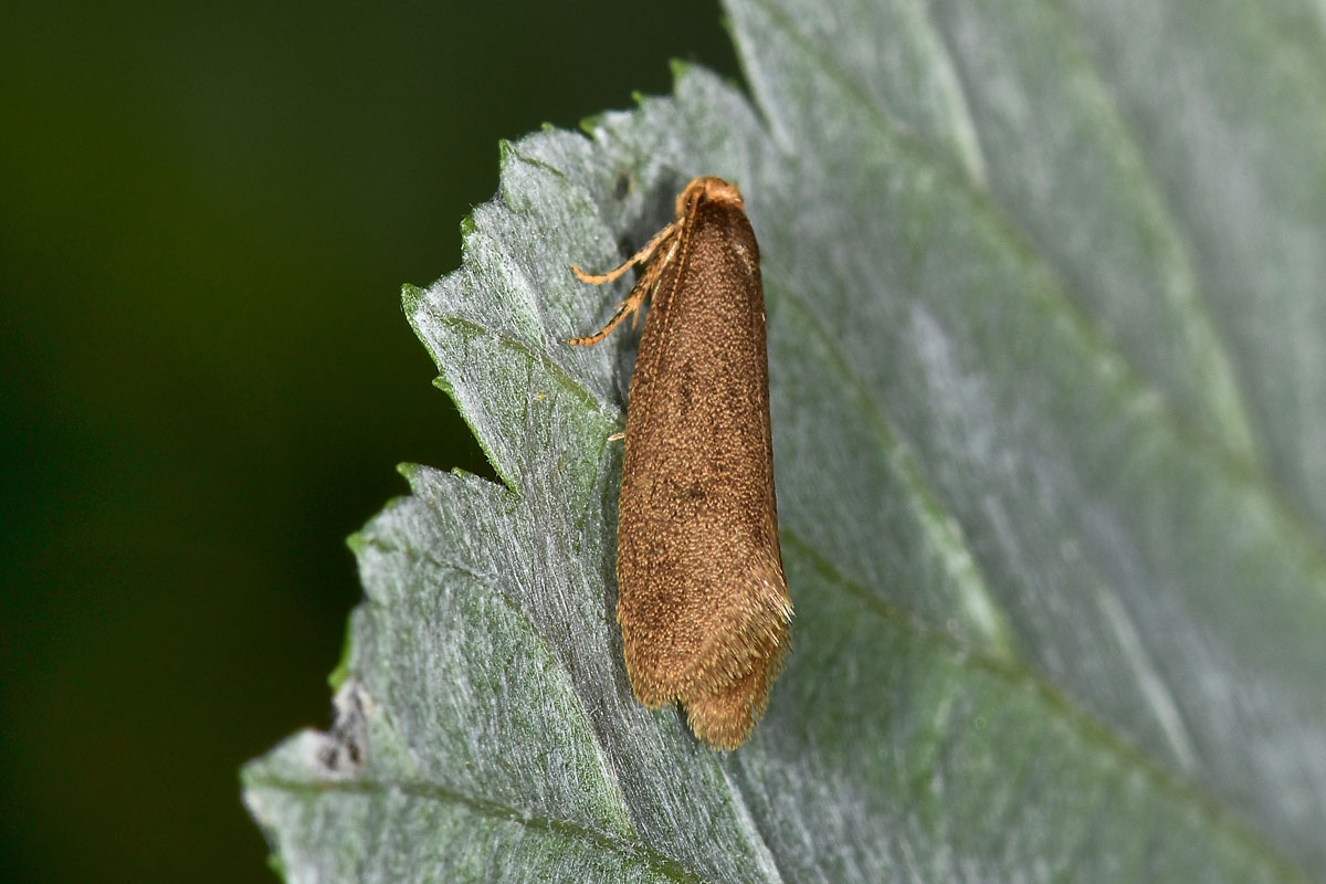 Gelechiidae? No, Lypusidae: cfr.  Agnoea (= Pseudoatemelia) sp.